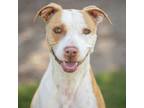 Adopt NATASHA a Pit Bull Terrier, Mixed Breed