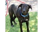 Adopt OLIVIA RODRIGO a Labrador Retriever
