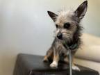 Adopt STELLA a Cairn Terrier