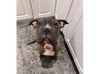 Adopt Lady Bunny a Shar-Pei, Pit Bull Terrier