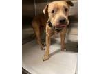 Adopt GINGER a Pit Bull Terrier