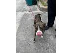 Adopt BETTY a Pit Bull Terrier, Mixed Breed