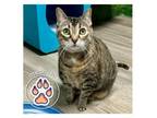 Adopt Sunkiss a Domestic Short Hair