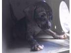 Adopt KAY a American Staffordshire Terrier, Mixed Breed