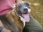 Adopt AMELIA a American Staffordshire Terrier, Mixed Breed