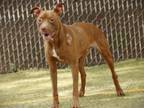Adopt DANI a American Staffordshire Terrier, Mixed Breed