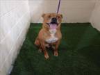 Adopt JENNY a Labrador Retriever, Mixed Breed