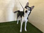 Adopt BRENDA a Siberian Husky