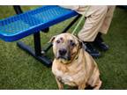 Adopt APRIL a Catahoula Leopard Dog, Mixed Breed