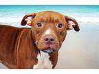 Adopt COLITA a Labrador Retriever, Mixed Breed
