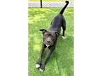 Adopt GYPSY a Pit Bull Terrier