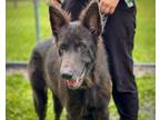 Adopt PHOENIX a German Shepherd Dog, Mixed Breed
