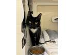 Adopt CARLEY a Domestic Short Hair