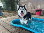 Adopt ELLE a Siberian Husky