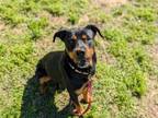 Adopt PAM a Rottweiler, Mixed Breed