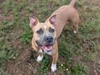 Adopt LUNA a Pit Bull Terrier, Mixed Breed