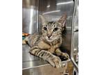 Adopt DEBBIE REYNOLDS a Domestic Short Hair