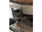 Adopt LUCY a Domestic Short Hair