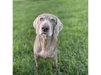 Adopt Raven a Weimaraner