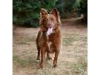 Adopt Chewy 20625 a Australian Shepherd, Mixed Breed
