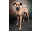 Adopt Butter Cake a Great Dane, Mixed Breed