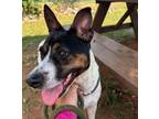 Adopt Keke a Feist