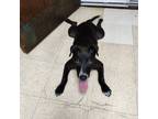 Adopt Poppy a Labrador Retriever, Mixed Breed