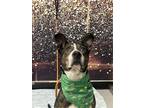 Adopt TINSEL a Australian Shepherd, Pit Bull Terrier