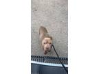 Adopt DUFFY a Pit Bull Terrier, Mixed Breed