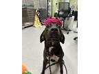 Adopt SALLY a Plott Hound