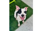 Adopt DOUBSTUFF OREO a Pit Bull Terrier, Mixed Breed
