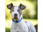 Adopt Cher a Pit Bull Terrier, American Staffordshire Terrier