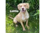 Adopt Lottie 240373 a Mixed Breed