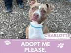 Adopt CHARLOTTE a Pit Bull Terrier, Mixed Breed
