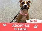 Adopt SUZIE a Pit Bull Terrier, Mixed Breed