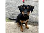 Adopt Tea K 10 a Rottweiler, Cattle Dog