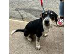 Adopt Crumpets K 8 a Rottweiler, Cattle Dog
