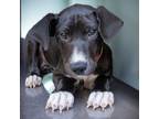 Adopt HARLOW a Border Collie, Mixed Breed