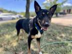Adopt JASMINE a German Shepherd Dog