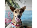 Adopt Lady a Fox Terrier, Basenji