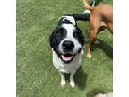 Adopt Coco (diamond) a Labrador Retriever