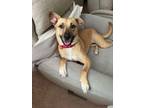 Adopt Ginger a Black Mouth Cur, Mixed Breed