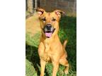 Adopt NALA a German Shepherd Dog