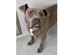 Adopt TRINITY a Pit Bull Terrier