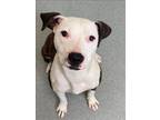Adopt SPICE a Pit Bull Terrier, Mixed Breed