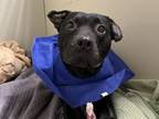 Adopt ELPHABA a American Staffordshire Terrier