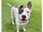 Adopt BAILEY a American Staffordshire Terrier, Mixed Breed