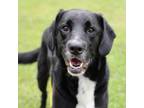 Adopt RAIN a Labrador Retriever, Mixed Breed