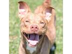 Adopt A487640 a Pit Bull Terrier, Mixed Breed