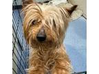 Adopt Sammi (In Foster) a Yorkshire Terrier
